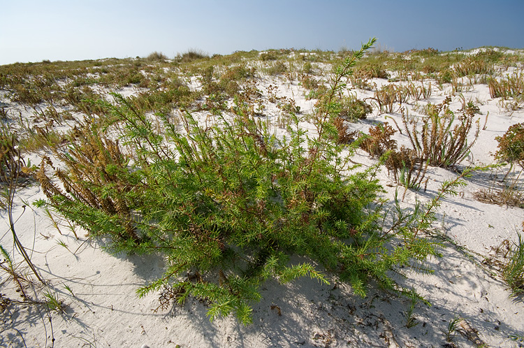 Le Spiagge Bianche a Rosignano Solvay